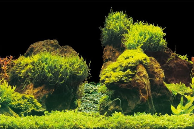 Aqua Nova tło dwustronne plants/rock S 60/30cm